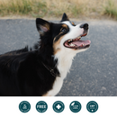 Canine Cognitive Support Soft Chews (PetDomain)