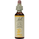 gorse flower essence (nelson bach)