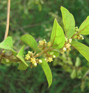 Gymnema sylvestre