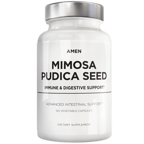 mimosa pudica seed amen