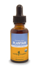 plantain herb pharm