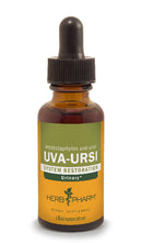 uva-ursi herb pharm